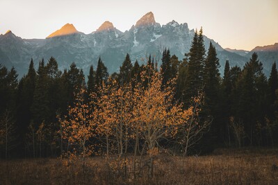 Unnamed Image